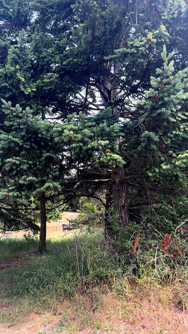 kaiileymae image ~ Altpins