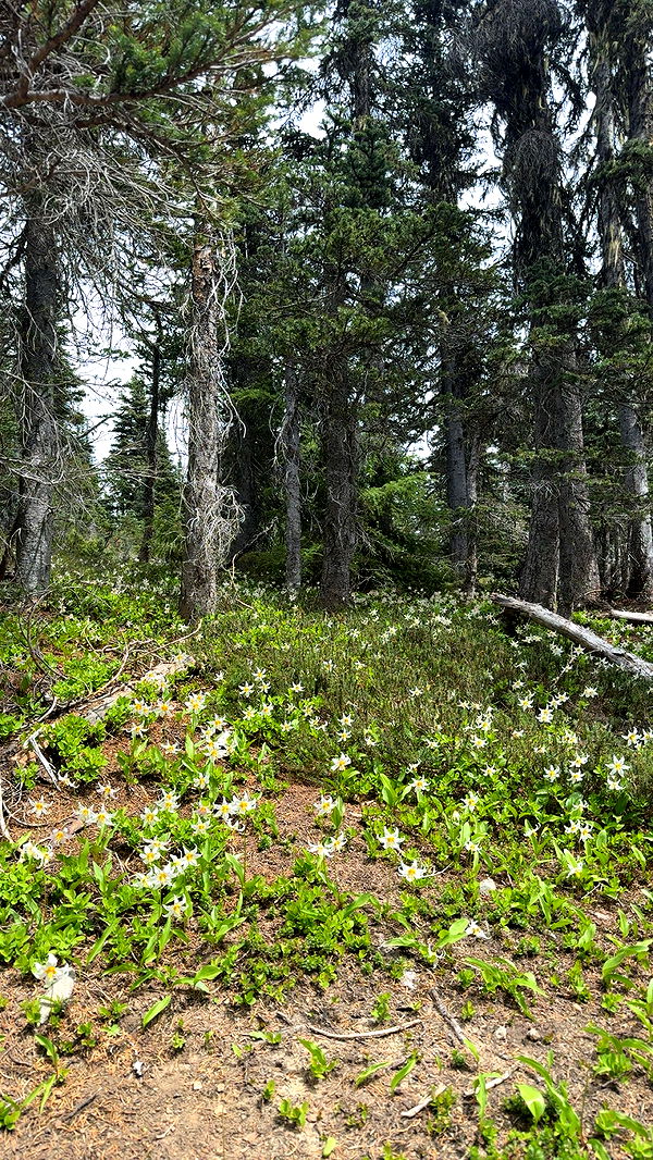 kaiileymae image ~ Altpins