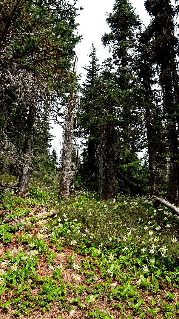 kaiileymae image ~ Altpins