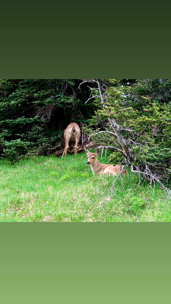 kaiileymae image ~ Altpins