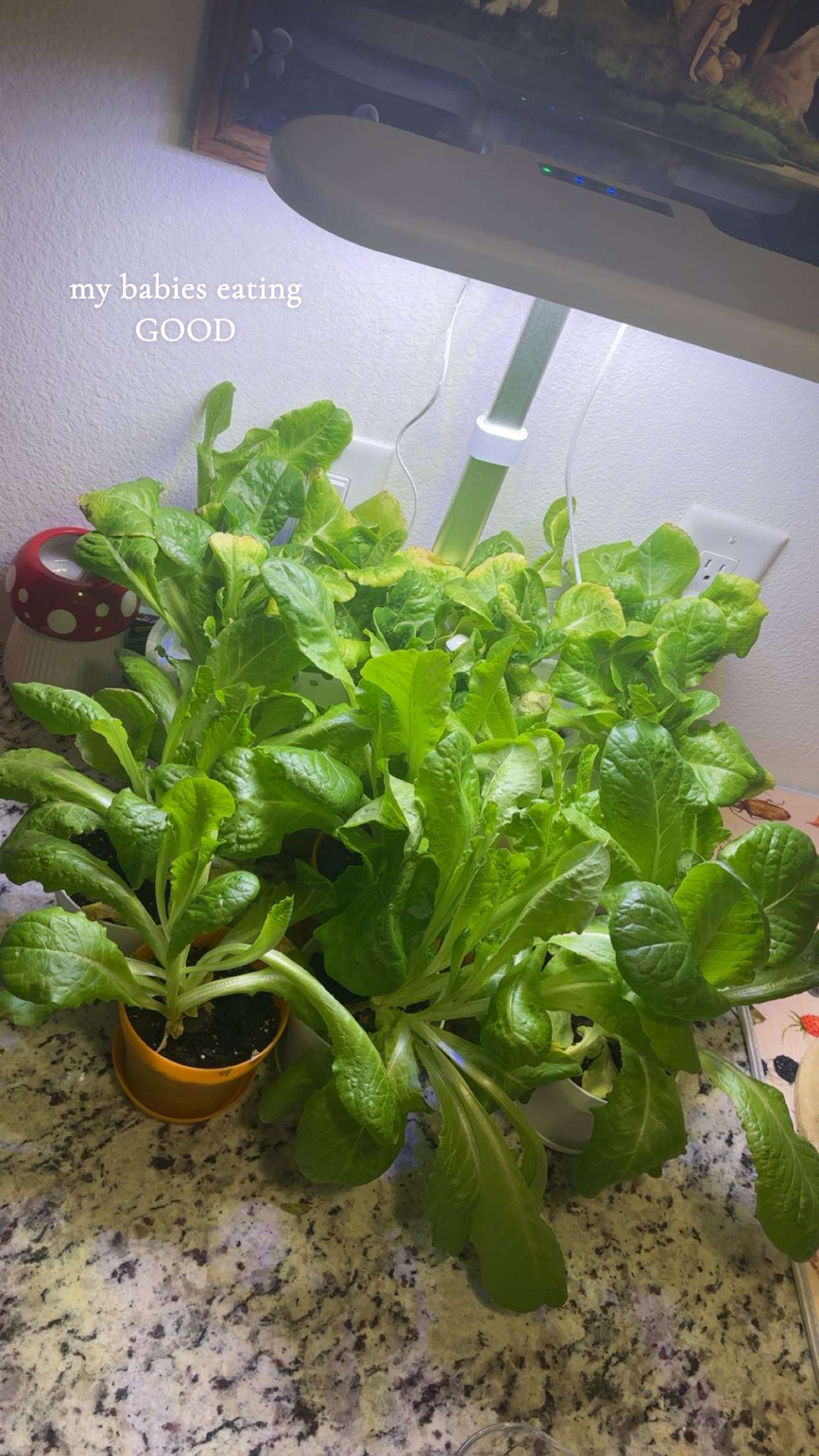 kaiileymae snapchat image archive image