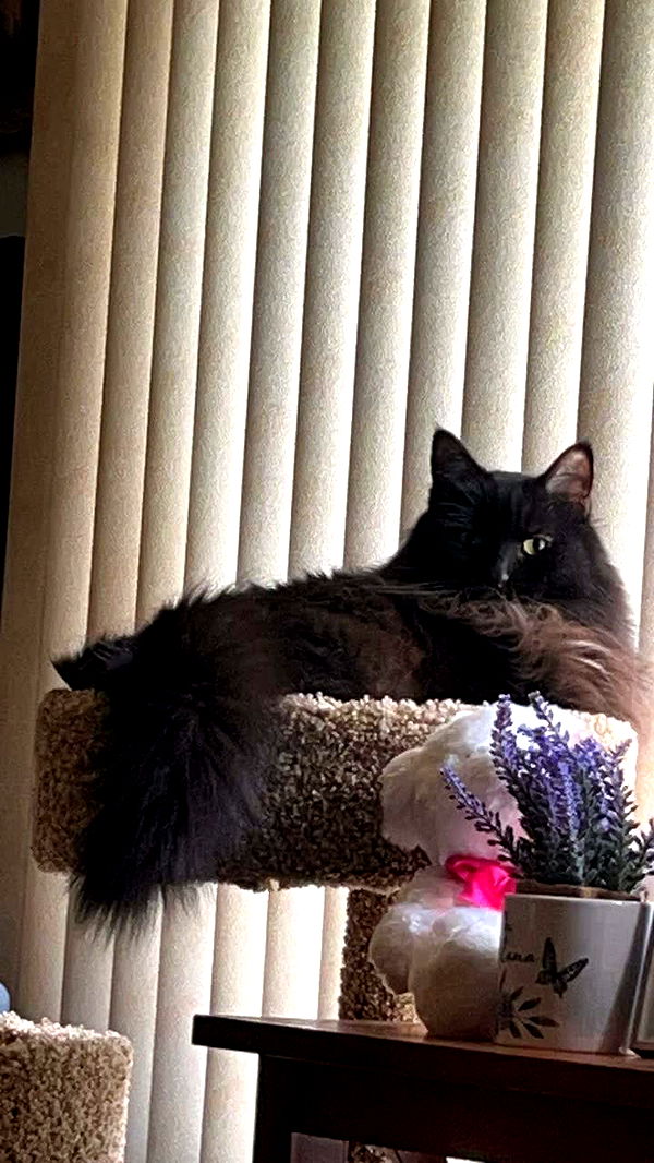 kaitlyn_krems image ~ Altpins