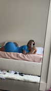 kaitlyn_krems Altpins Profile Picture