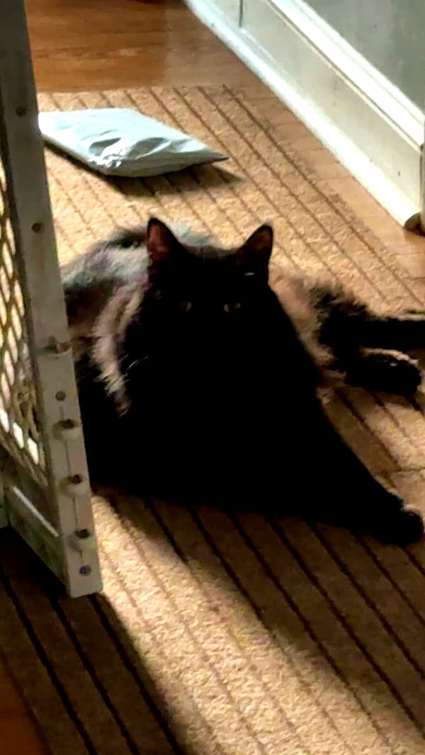 kaitlyn_krems image ~ Altpins