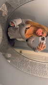 kaitlyn_krems Altpins Profile Picture