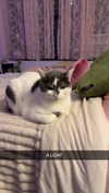 kaitlyn_krems Altpins Profile Picture
