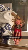 kaitlyn_krems Altpins Profile Picture
