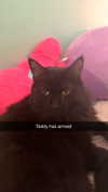 kaitlyn_krems Altpins Profile Picture