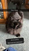 kaitlyn_krems Altpins Profile Picture