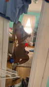 kaitlyn_krems Altpins Profile Picture