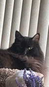 kaitlyn_krems Altpins Profile Picture