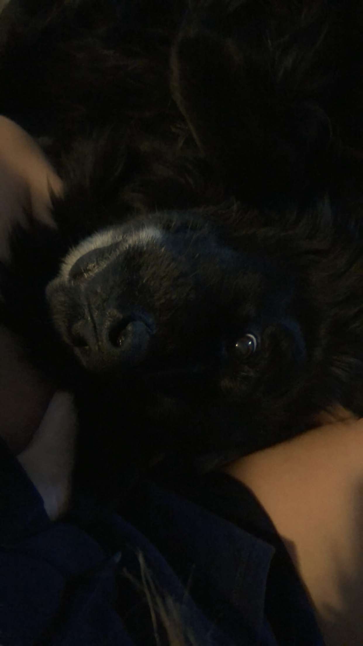 kaitlyn_krems snapchat image archive image