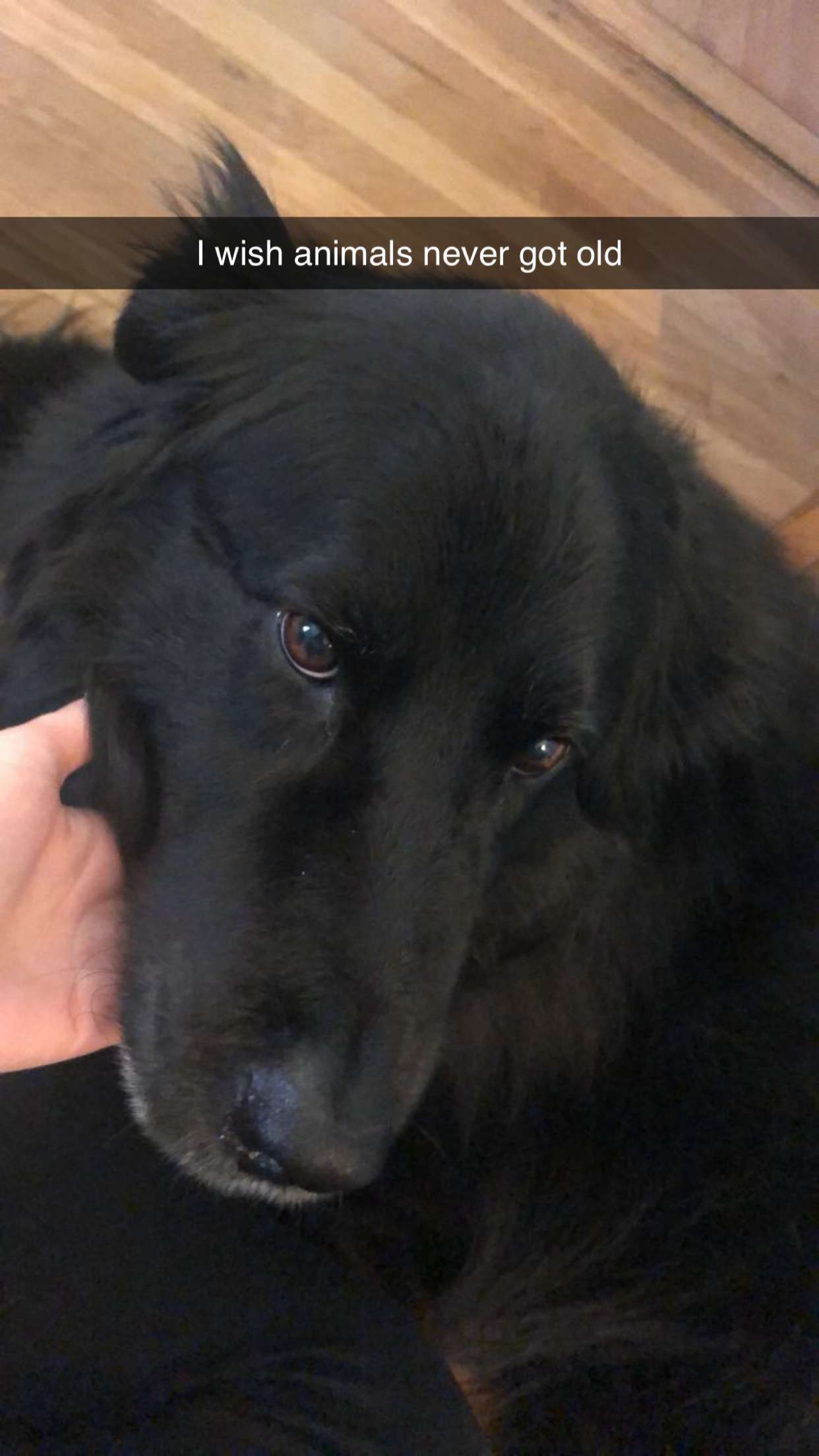 kaitlyn_krems snapchat image archive image