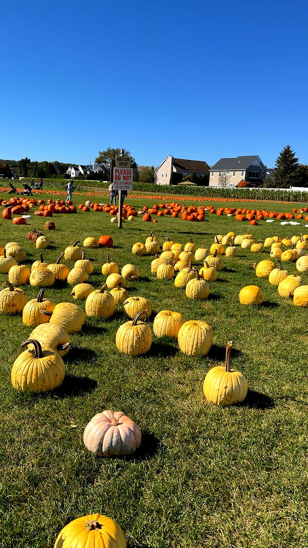 kaitlyn_krems image ~ Altpins