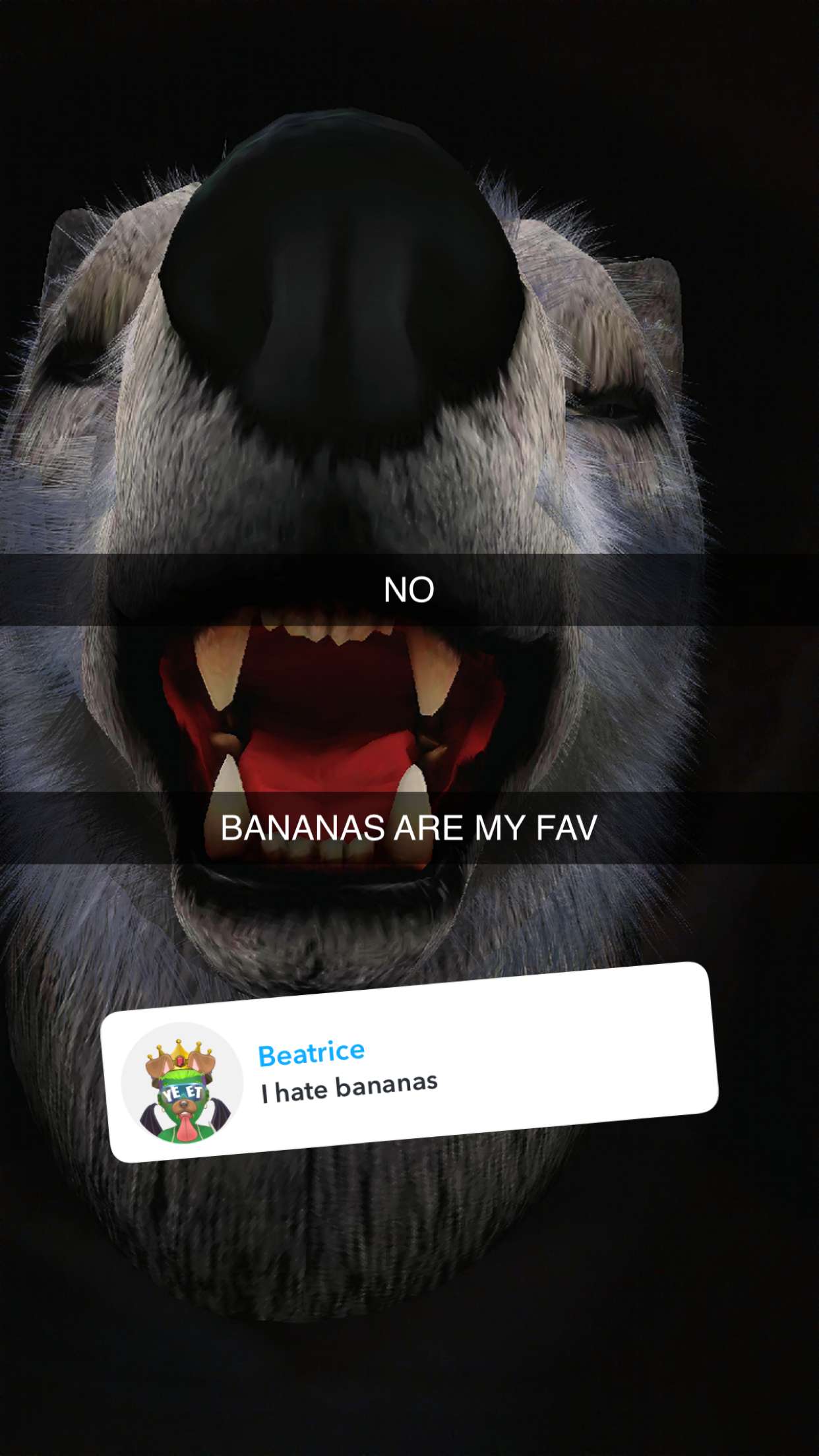 kalogeraseliana snapchat image archive image