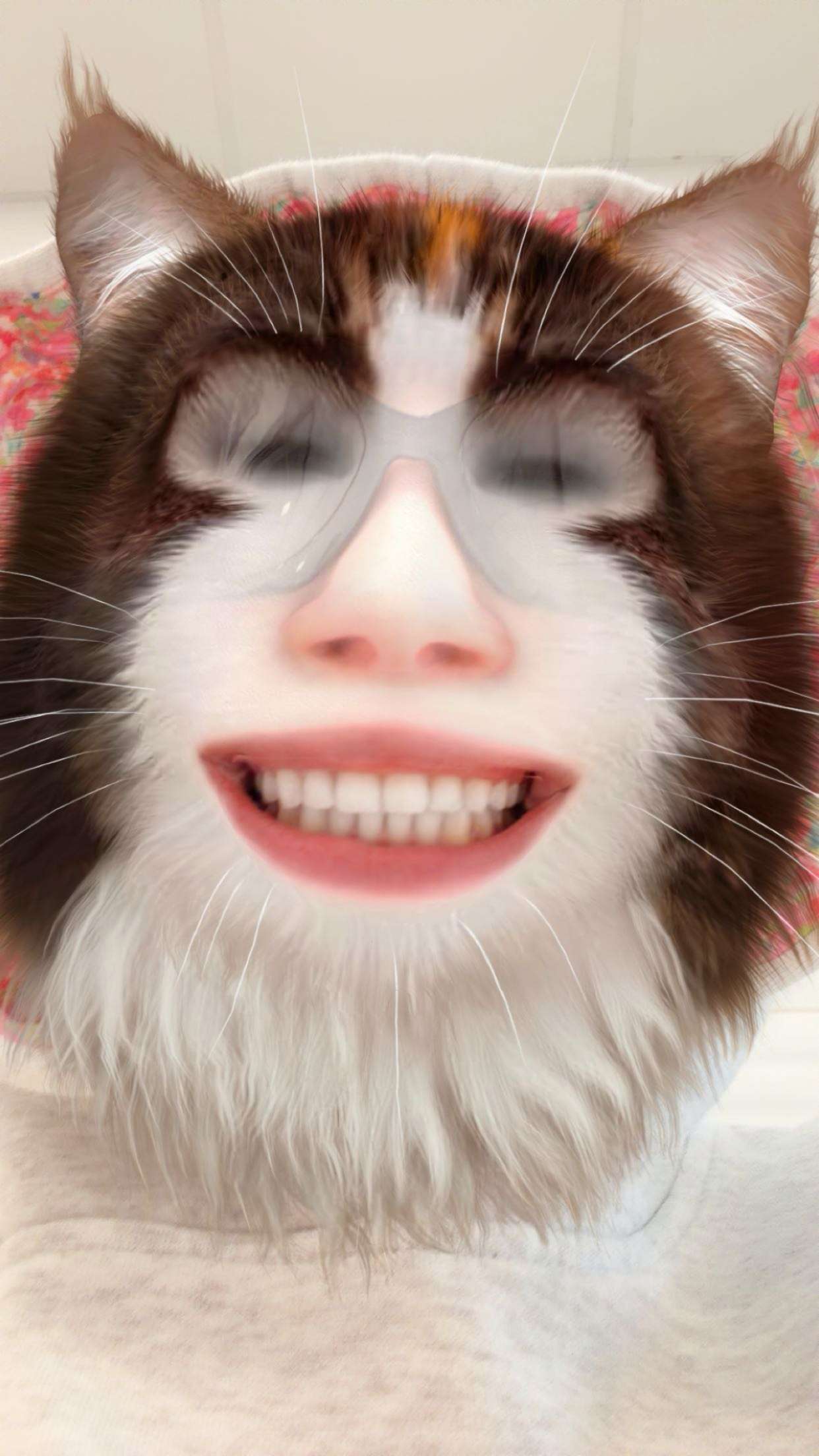 kalogeraseliana snapchat image archive image