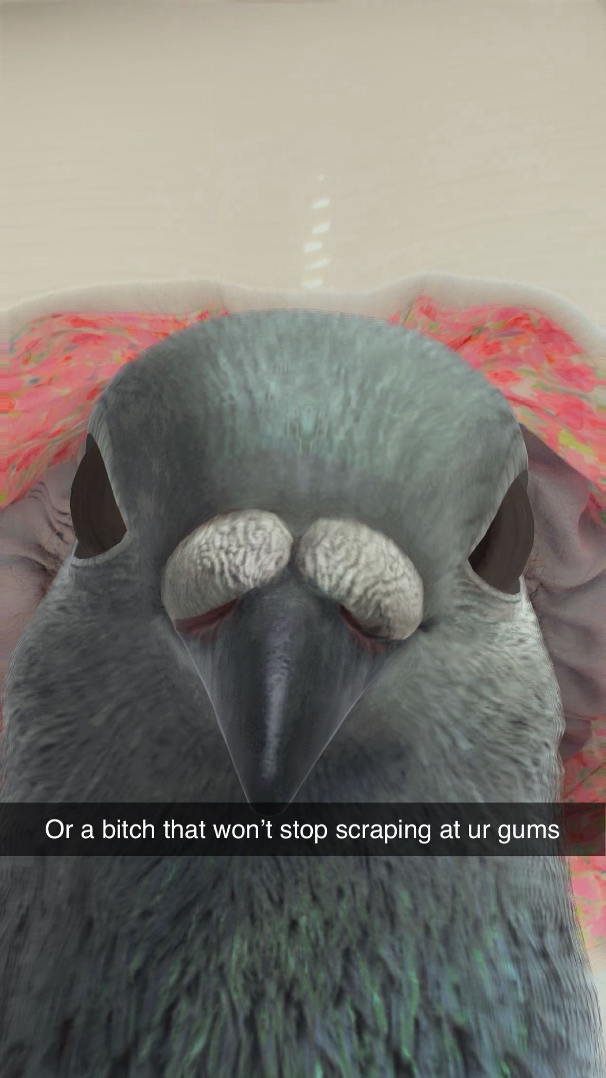 kalogeraseliana snapchat image archive image