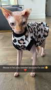 kalogerassunday Altpins Profile Picture