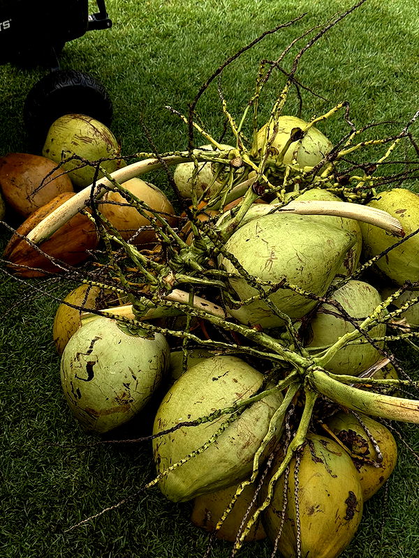 karajewelll image ~ Altpins