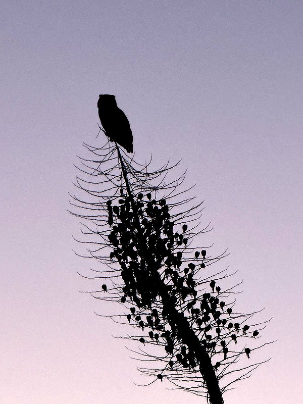 karajewelll image ~ Altpins