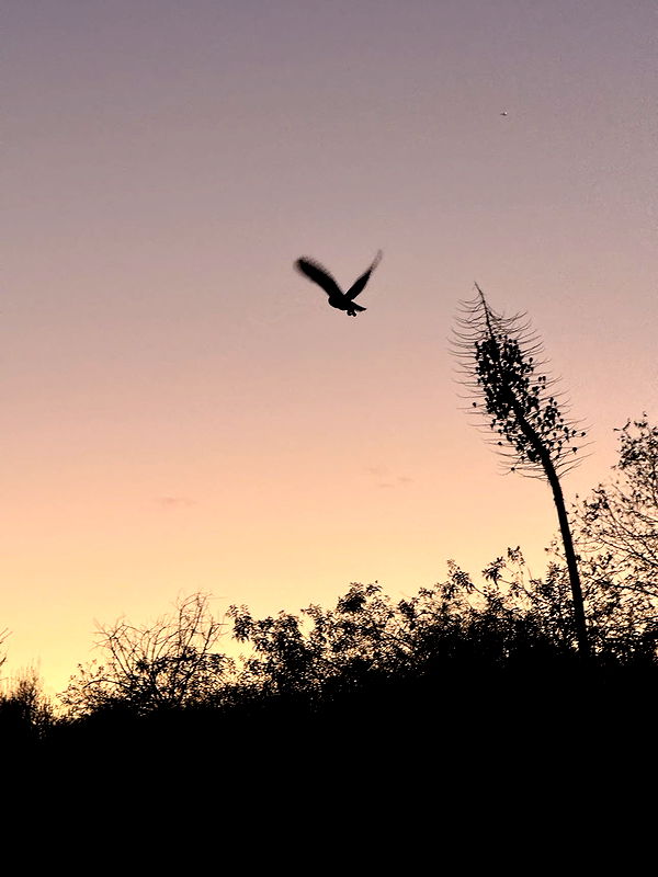 karajewelll image ~ Altpins