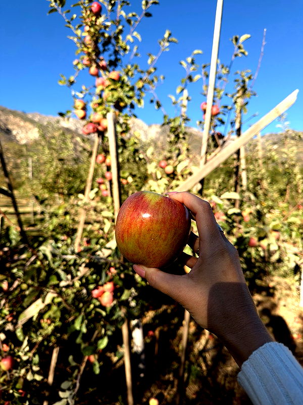 karajewelll image ~ Altpins