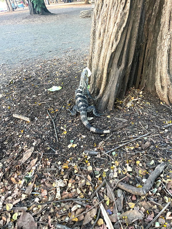 kaygcarlson image ~ Altpins