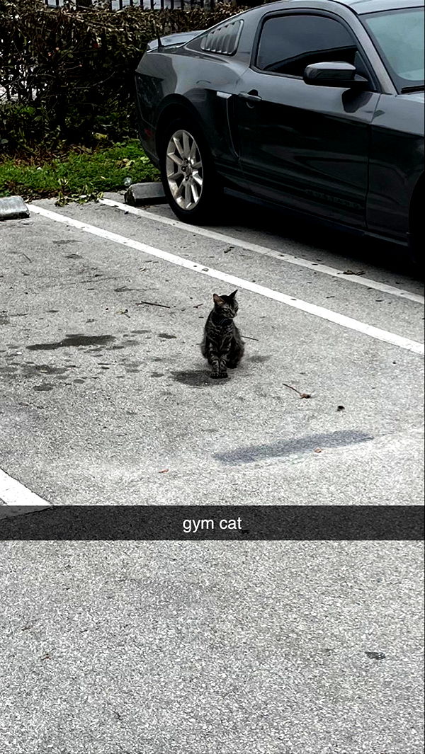 kaygcarlson image ~ Altpins