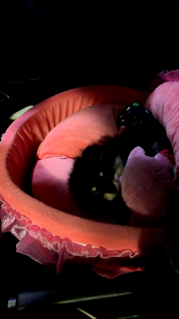 kaygcarlson image ~ Altpins