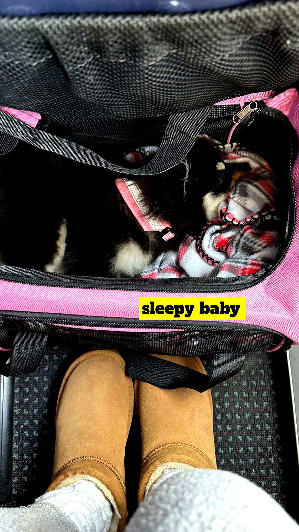 kaygcarlson image ~ Altpins