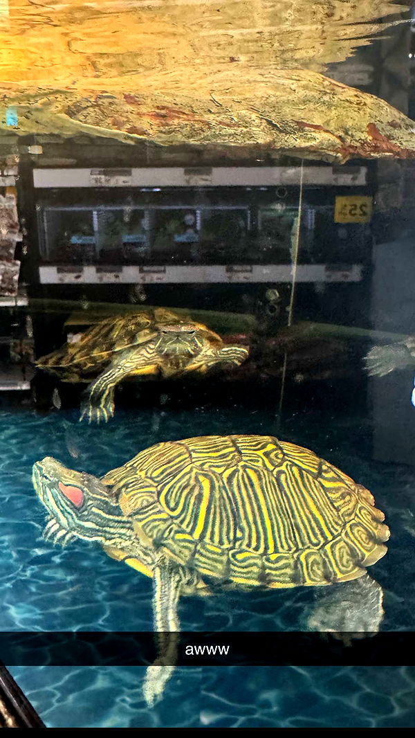 kaygcarlson image ~ Altpins