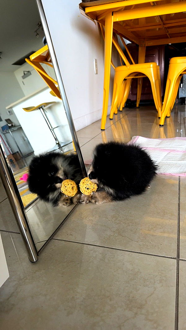 kaygcarlson image ~ Altpins