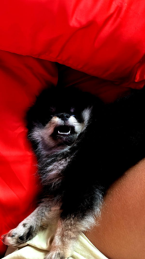 kaygcarlson image ~ Altpins