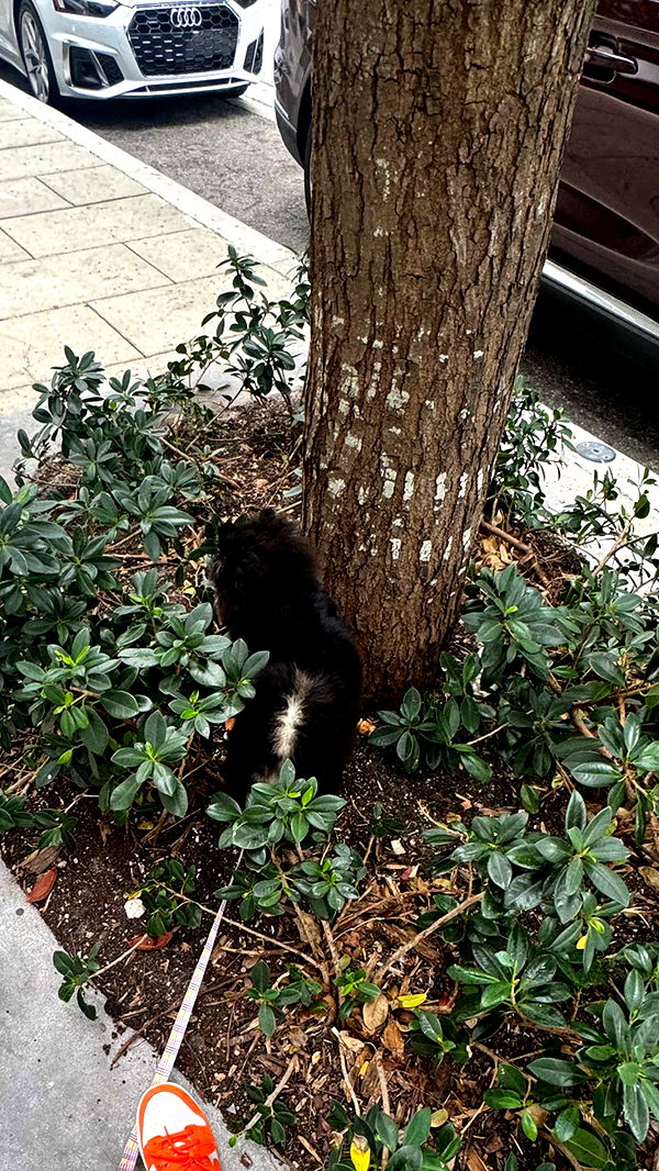 kaygcarlson image ~ Altpins