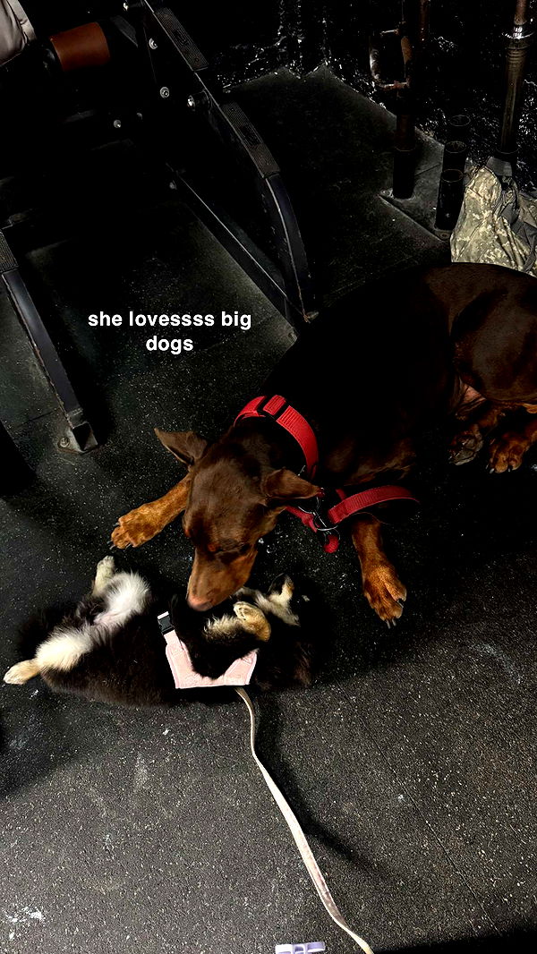 kaygcarlson image ~ Altpins