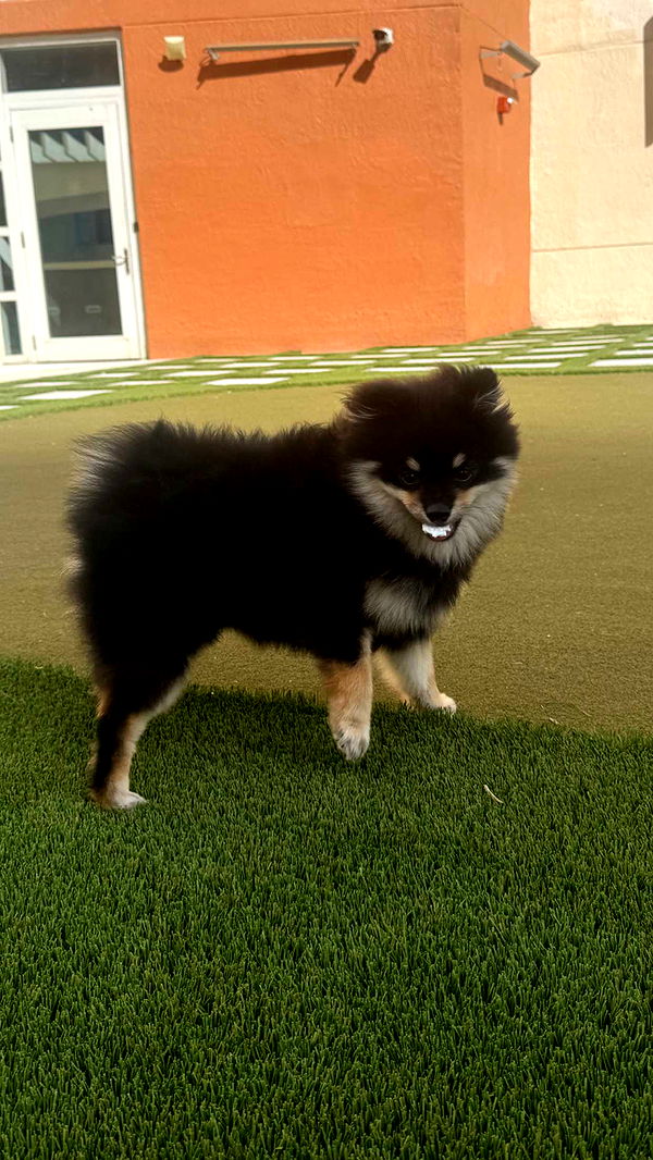 kaygcarlson image ~ Altpins