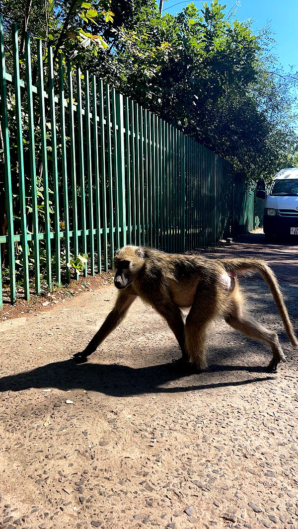 kaygcarlson image ~ Altpins