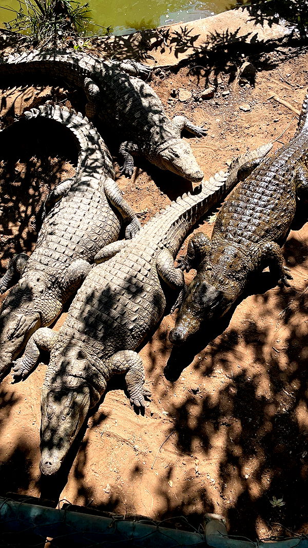 kaygcarlson image ~ Altpins