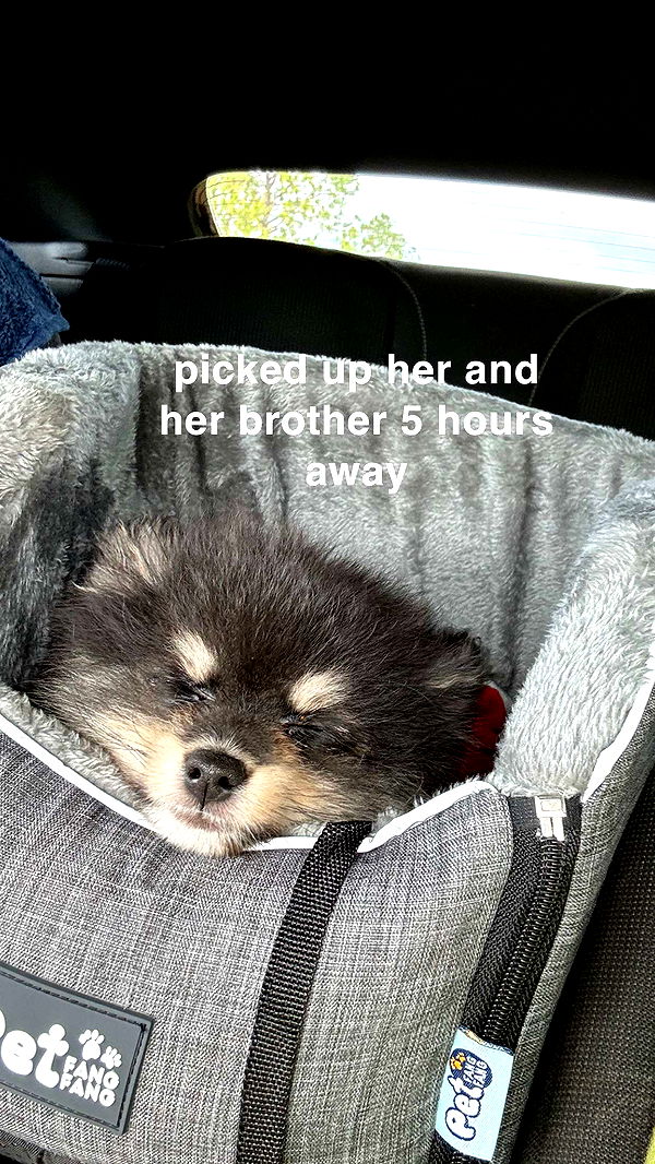 kaygcarlson image ~ Altpins