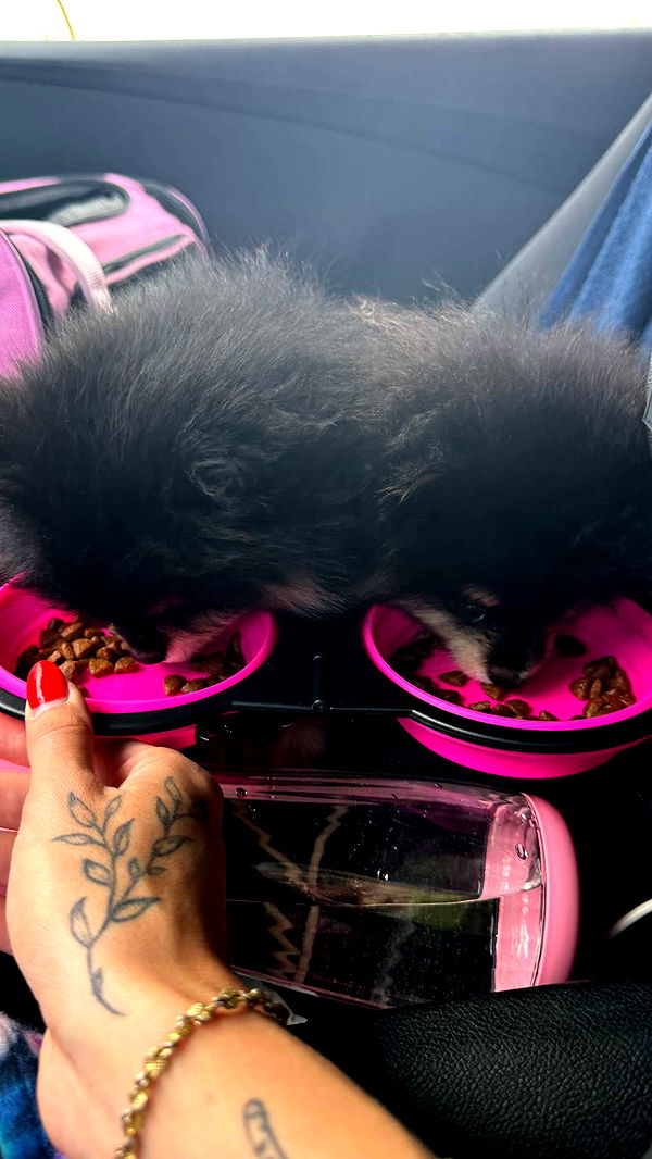 kaygcarlson image ~ Altpins