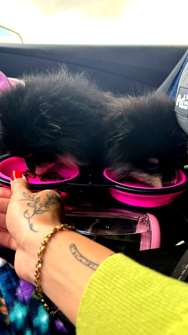 kaygcarlson image ~ Altpins