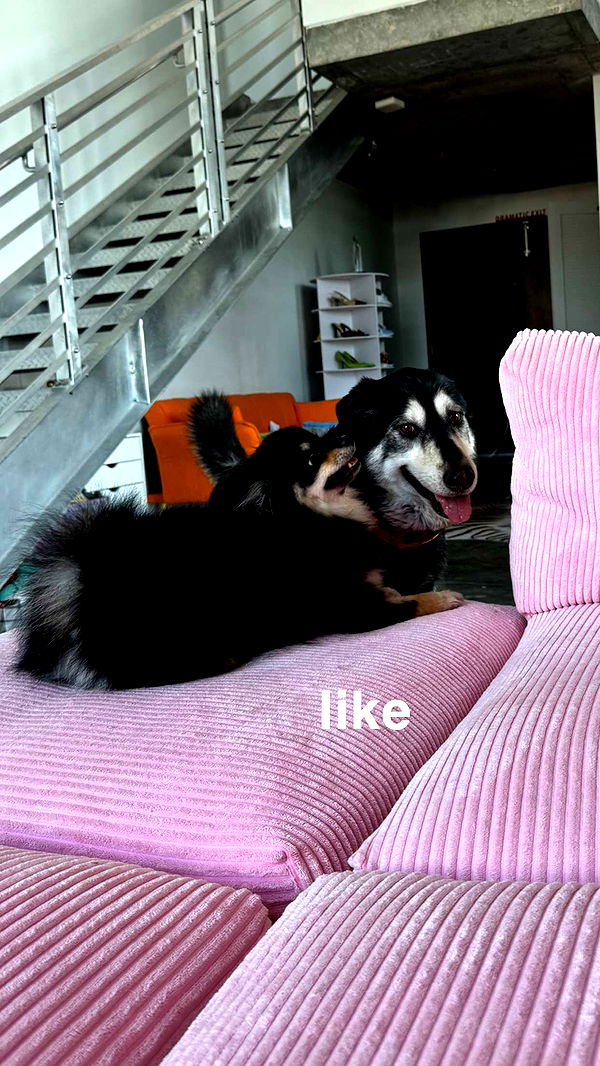 kaygcarlson image ~ Altpins