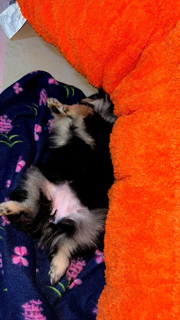 kaygcarlson image ~ Altpins