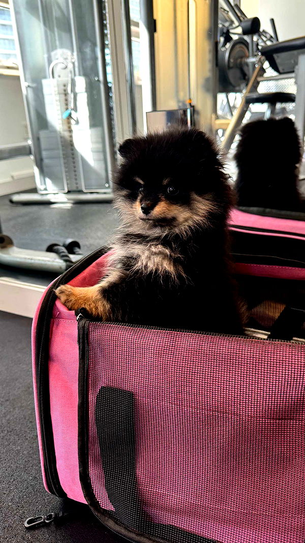 kaygcarlson image ~ Altpins