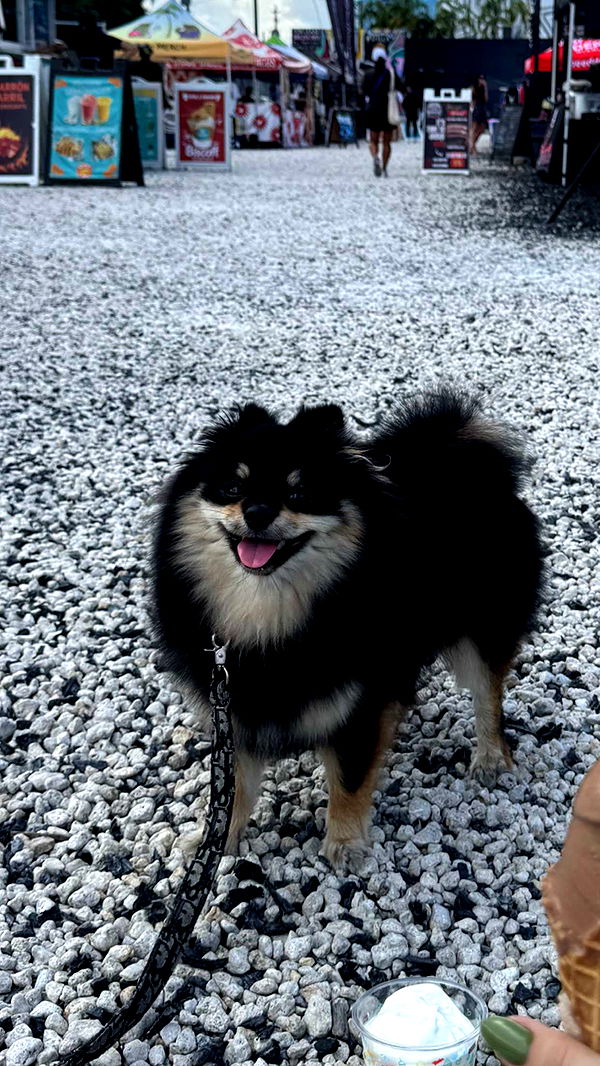 kaygcarlson image ~ Altpins