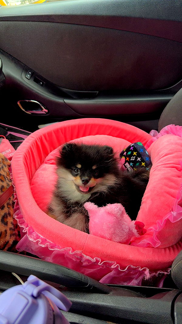 kaygcarlson image ~ Altpins