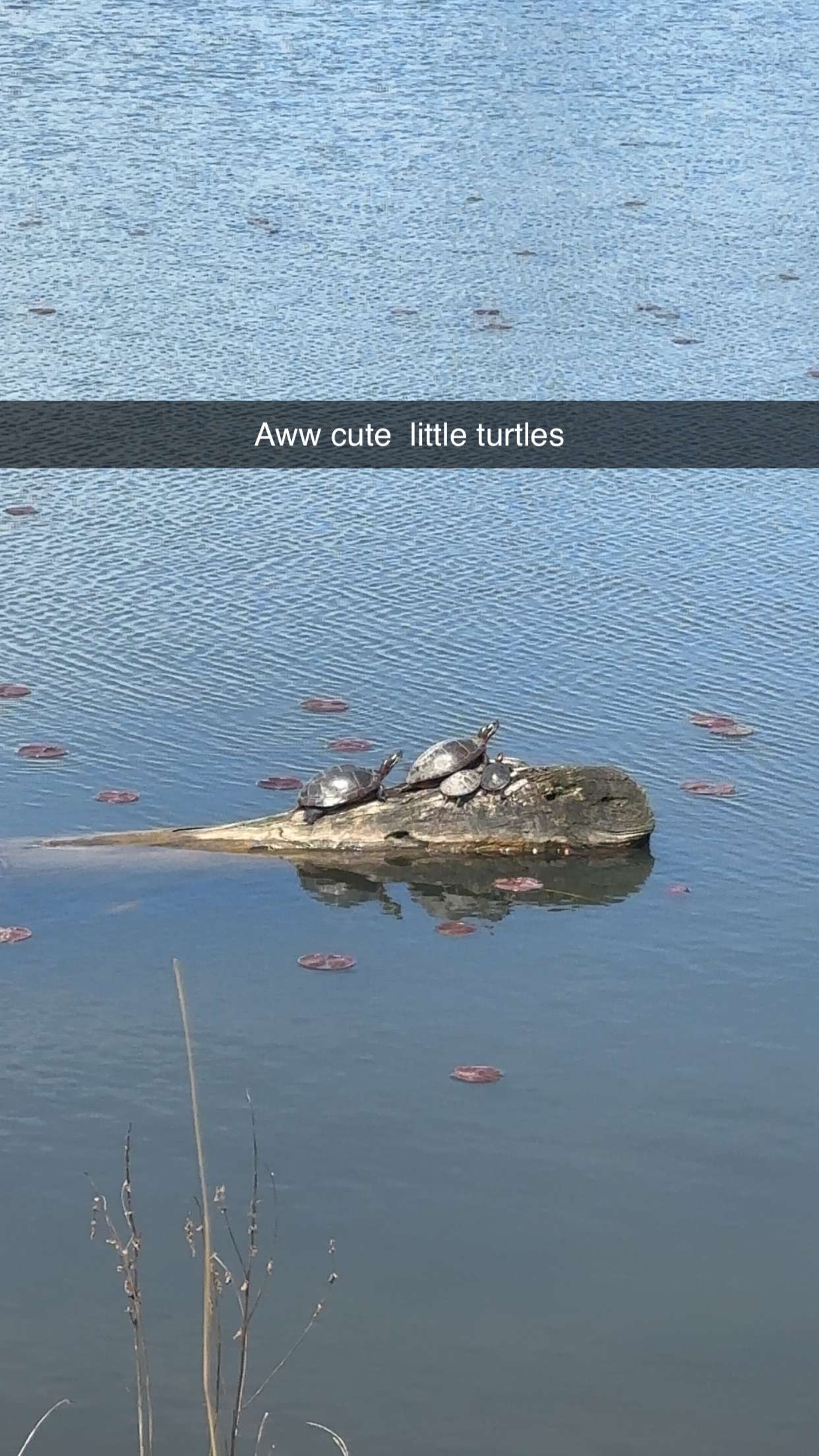 kaylamanouss17 snapchat image archive image