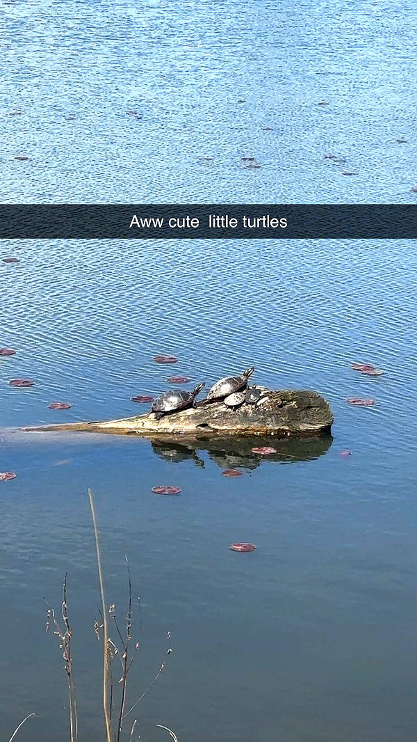 kaylamanouss17 image ~ Altpins