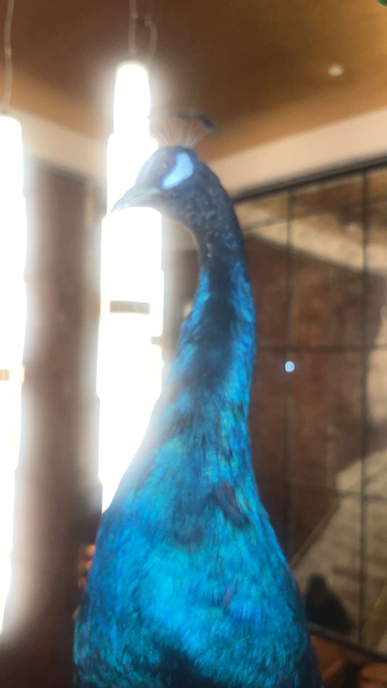 kaylamanouss17 snapchat image archive image