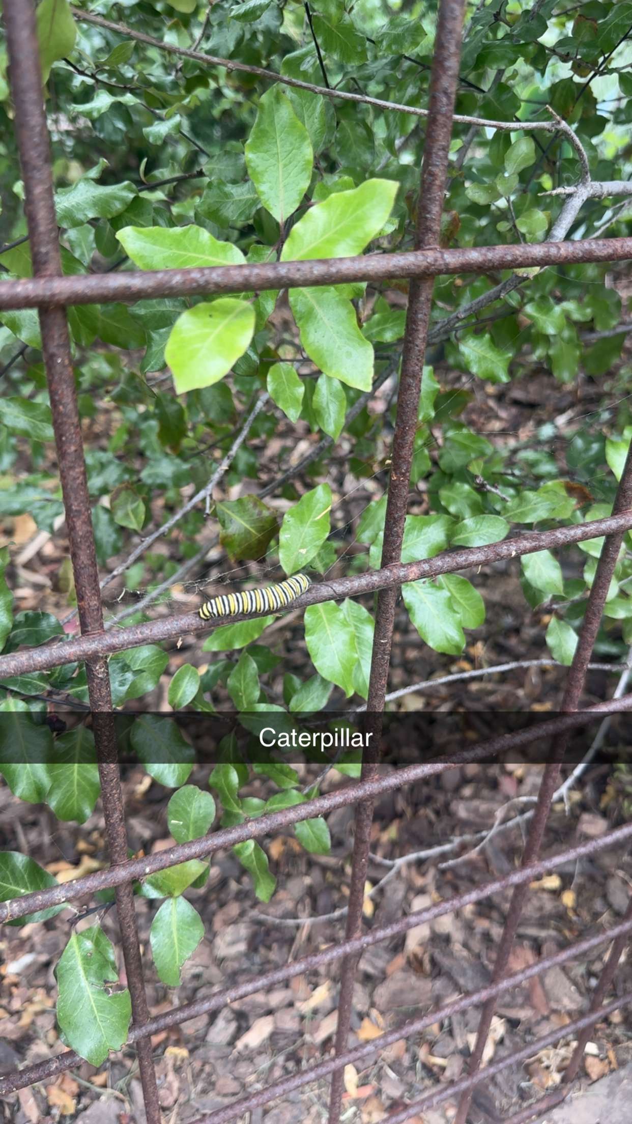 kaylamanouss17 snapchat image archive image